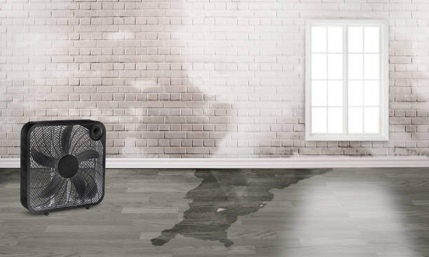 Best Flood restoration services  in Beloit, WI